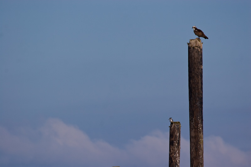 Osprey And Belted Kingfisher On Pilings